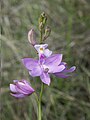 Calopogon multiflorus