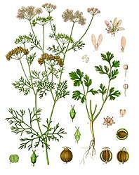 Coriandrum sativum L.