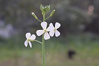 Weiße Daikon-Blüte, 2018