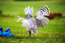 Un kagou huppé en posture d'intimidation. Noter les barres noires sur les ailes et la huppe hérissée.