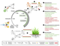 microbe diagram