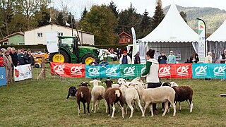 Conduite de moutons.