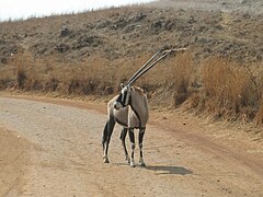 Gemsbok, Gauteng Rhino Lion Reserve SAF.jpg