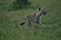 Tres minutos después: esta hiena manchada y otra corren hacia la carcasa.