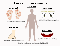 Ihmisen viisi perusaistia.svg