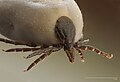 en:Ixodidae, en:Tick-borne_encephalitis, en:Ixodes_ricinus, ...