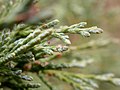 Foliage; Bozeman, Montana