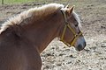 English: Haflinger Deutsch: Haflinger