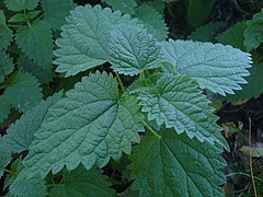 Kõrvenõges (Urtica dioica)