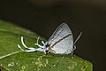 * Nomination Large fairy hairstreak (Hypolycaena antifaunus antifaunus) male --Charlesjsharp 22:31, 25 January 2022 (UTC) * Promotion  Support Good quality. --Rjcastillo 00:10, 26 January 2022 (UTC)