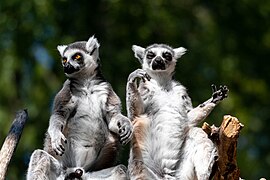 Lemurs Image.jpg