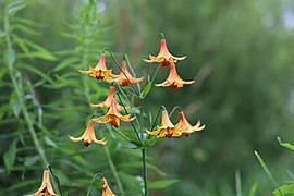 Lilium canadense L. — Lis du Canada