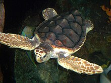 Foto del caparazón de una tortuga boba.