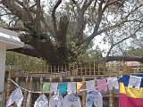 Mahiyangana Viharaya Bodhi Tree