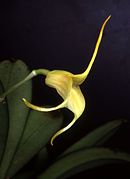 Masdevallia chasei