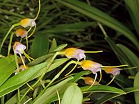 Masdevallia paivaeana