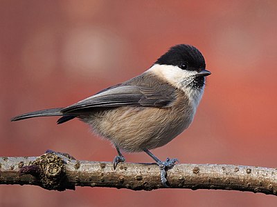 Willow tit, by Baresi franco
