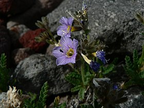 Polemonium elegans