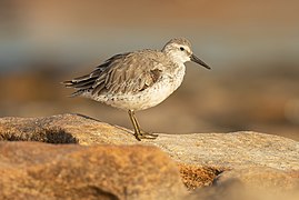 Red Knot 1 - Boat Harbour