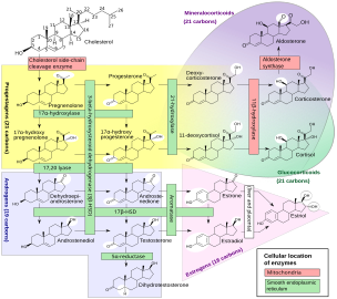 Steroidogenesis. Attribution-Share Alike 3.0 Unported licensing, attributed to David Richfield and Mikael Häggström.