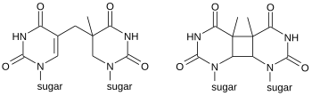 Photodimers derived from thymine.