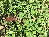Trifolium repens (trébol blanco)