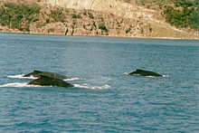 Tři tmavé hřbety plavajících keporkaků, na pozadí lze vidět strmé břehy pevniny