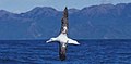 A Wandering Albatross can sleep while flying.