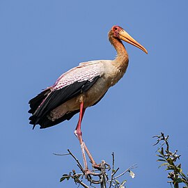 Breeding plumage, Zambia
