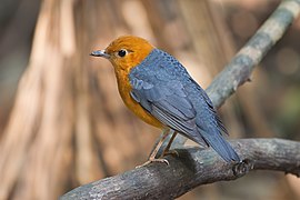 Zoothera citrina - Khao Yai