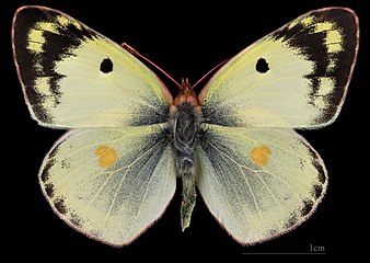 Colias hyale ♂