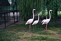 Flamingo's behoren ook tot de vogelcollectie van het dierenpark.