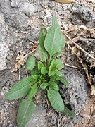 Sorrel plant in Ab Pakhsh