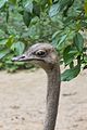 * Nomination Ostrich (Struthio camelus). Jurong Bird Park. Jurong, West Region, Singapore. --Halavar 14:09, 25 February 2017 (UTC) * Decline Background noise --Daniel Case 17:16, 25 February 2017 (UTC)