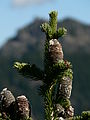 Abies lasiocarpa