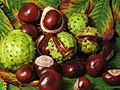 Semillas y frutos de Aesculus hippocastanum