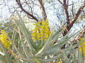 Aloe dichotoma florit