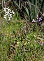 Anacamptis morio subsp. longicornu Spain - Mallorca