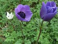 En Fransk Anemone, hvis blomst består af kronbladlignende bægerblade