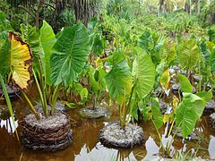 Taro géant des marais (Cyrtosperma merkusii).