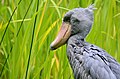 A shoebill on the lookout