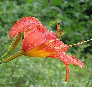 Daglilje i blomst.