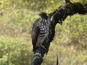 Montobuteo, en Etiopio