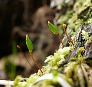 Buxbaumia viridis, espèce protégée en France.