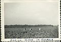 Picking cotton in Georgia 1943