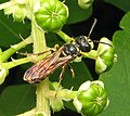 Cerceris machu (familia Crabronidae) Pennsylvania, Estaos Xuníos