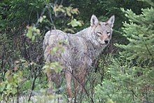Eastern wolf Algonquin Provincial Park.jpeg