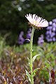 Erigeron peregrinus