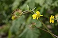 Geum macrophyllum