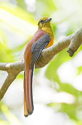 Groenkoptrogon